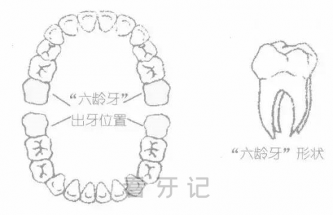 六龄牙终生不换是真的吗