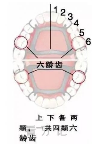 六龄牙终生不换是真的吗