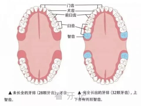 智齿长在哪里位置示意图