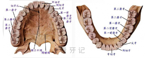 牙齿分类高清图片