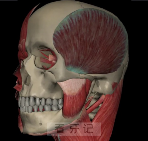 太可怕了正畸整成了牙套脸怎么办