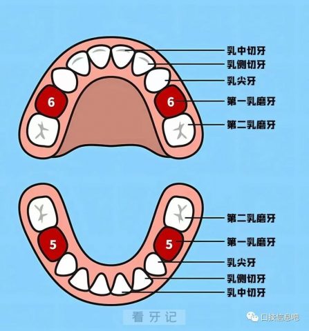 牙齿名称示意图