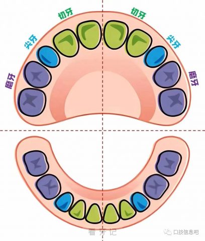 牙齿名称示意图