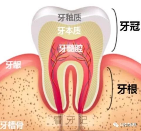 牙齿结构示意图最新版