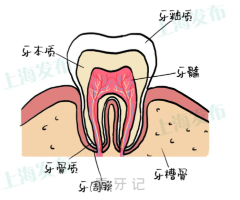 牙神经疼起来为什么“要人命”