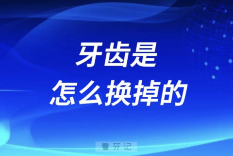 孩子的牙齿是怎么换掉的？听听专家怎么解读