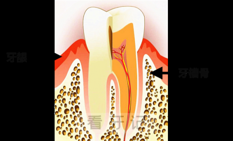 牙周组织示意图