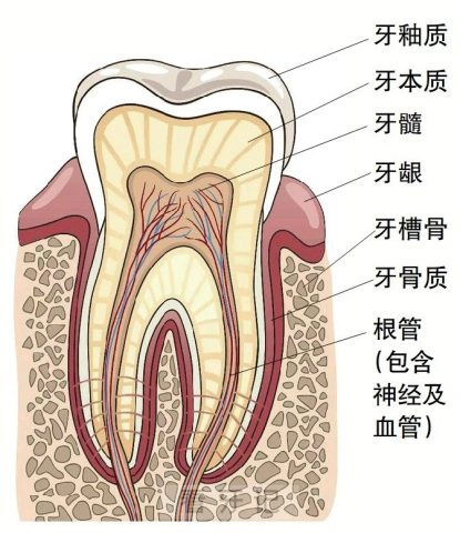 牙痛为什么会“要人命”？根本原因在哪里？