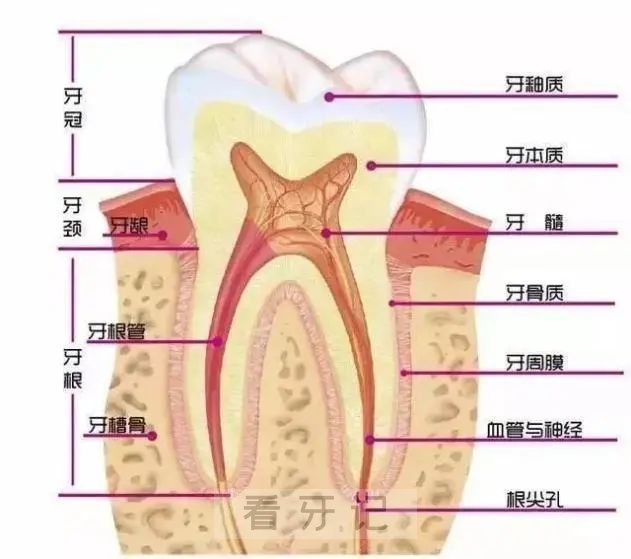 补牙为什么还要让拍片子，可不可以不拍？